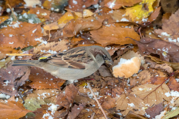 istock sparrow on fallen autumn leaves eating bread closeup 2182129917