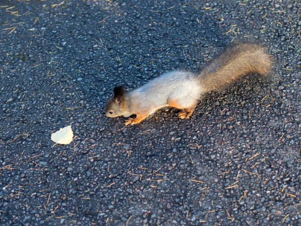 istock squirrel on asphalt in autumn 2182129931