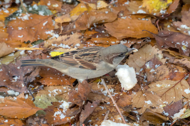 istock sparrow on fallen autumn leaves closeup 2182129937
