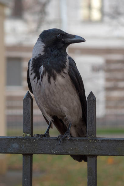 istock portrait of a grey crow 2182129964