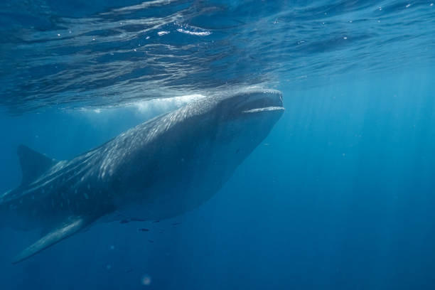 istock Large Whale Shark in Baja California Sur Mexico 2182131585