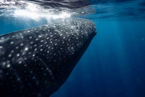istock Large Whale Shark in Baja California Sur Mexico 2182131586