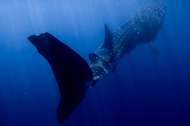 istock Large Whale Shark in Baja California Sur Mexico 2182131611
