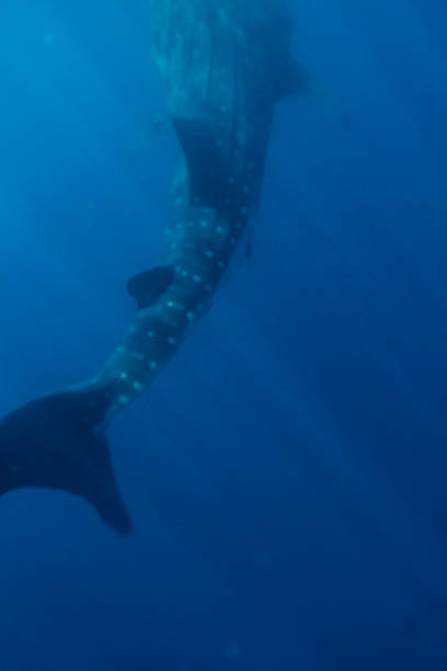 istock Large Whale Shark in Baja California Sur Mexico 2182131612