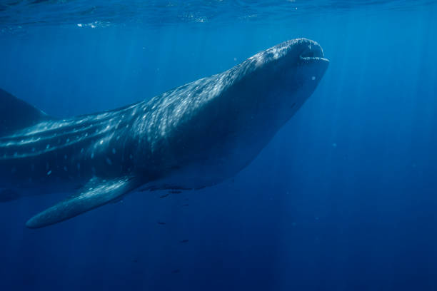Marine Life in Baja California Sur Mexico