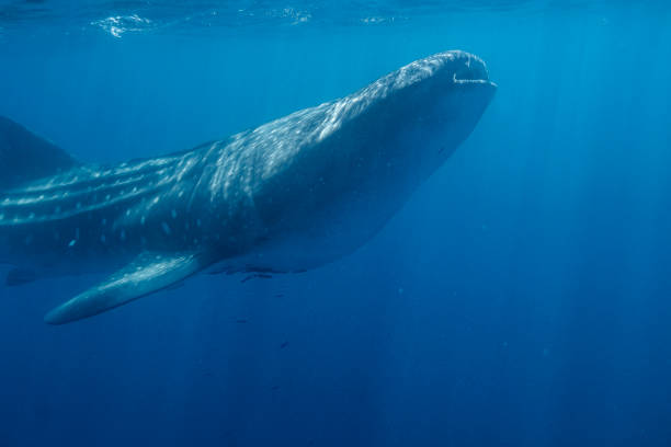 istock Large Whale Shark in Baja California Sur Mexico 2182131715