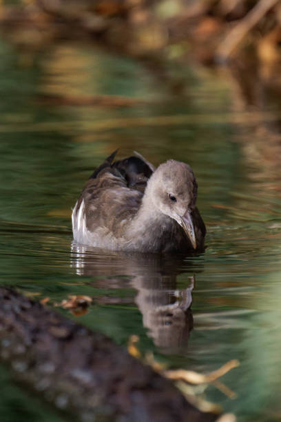 Young common moorhen (Gallinula chloropus) swimming on a lake.