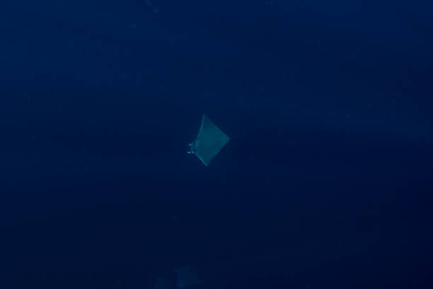 istock Mobula Rays in Baja California Sur Mexico 2182132027
