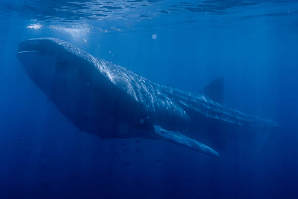 istock Large Whale Shark in Baja California Sur Mexico 2182132106