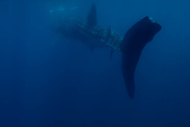 istock Large Whale Shark in Baja California Sur Mexico 2182132131