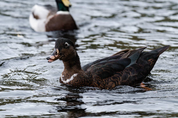istock Duck swimming on a lake. 2182132159