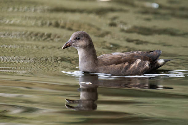Young common moorhen (Gallinula chloropus) swimming on a lake.