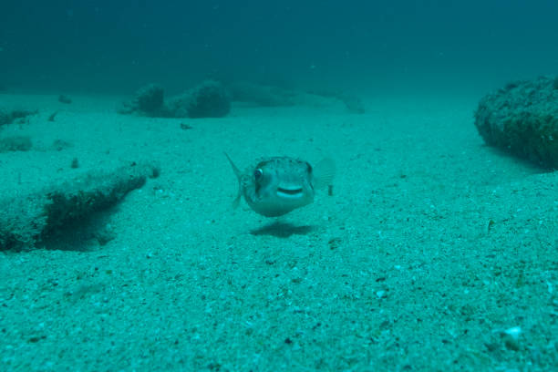 Closeup of a Porcupine Pufferfish with bluestreak cleaner wrasse at cleaning station of Bali