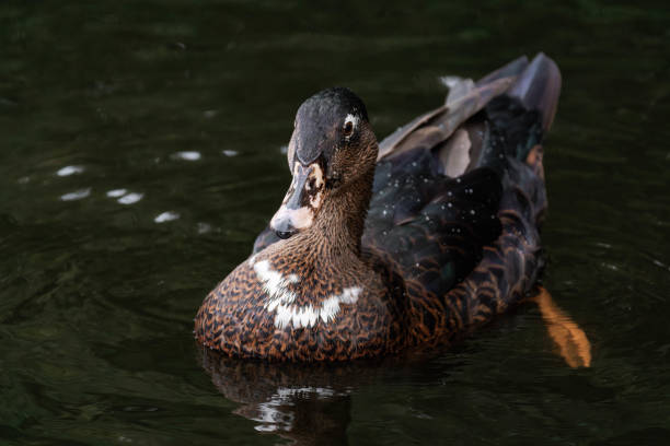 Duck swimming on a lake.
