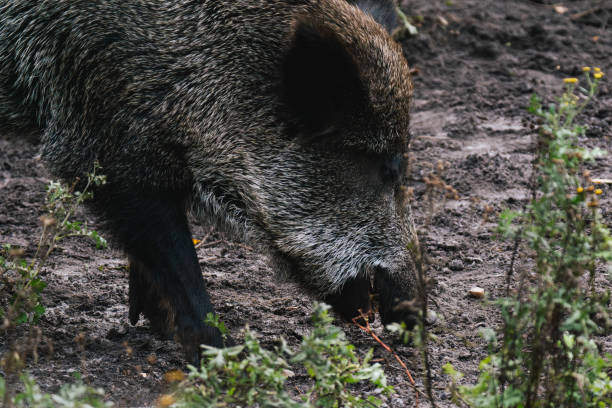 istock Wild boar (Sus scrofa) digging in the dirt for food 2182133347