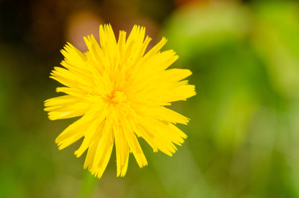 istock October 2024, Nature - Southern Sweden Part 1 2182133371