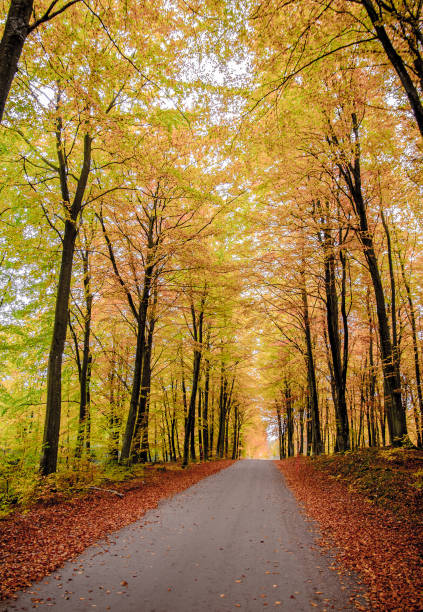 istock October 2024, Nature - Southern Sweden Part 1 2182133403