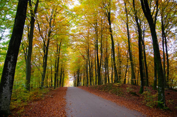 istock October 2024, Nature - Southern Sweden Part 1 2182133404