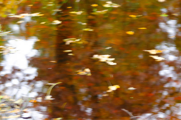 istock October 2024, Nature - Southern Sweden Part 1 2182133409