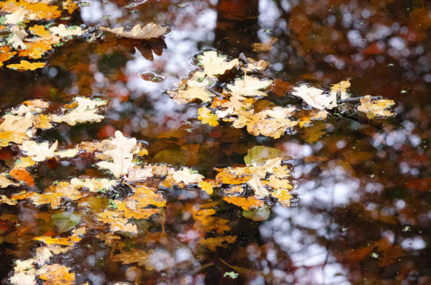 istock October 2024, Nature - Southern Sweden Part 1 2182133422