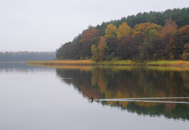 Swedish nature in October. Leafs, color, landscapes, lakes, ocean and animals. Fog and ice and the nature is beautiful. Skåne, Sweden. Autumn.