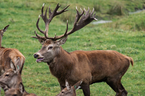 istock Deer buck with antlers in a forest 2182133532