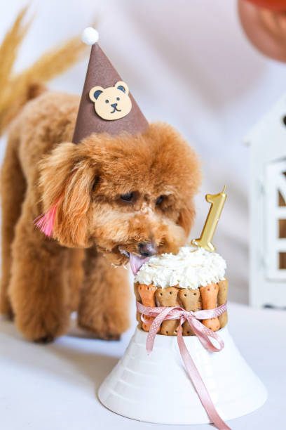 istock Toy Poodle Celebrating Birthday 2182133720