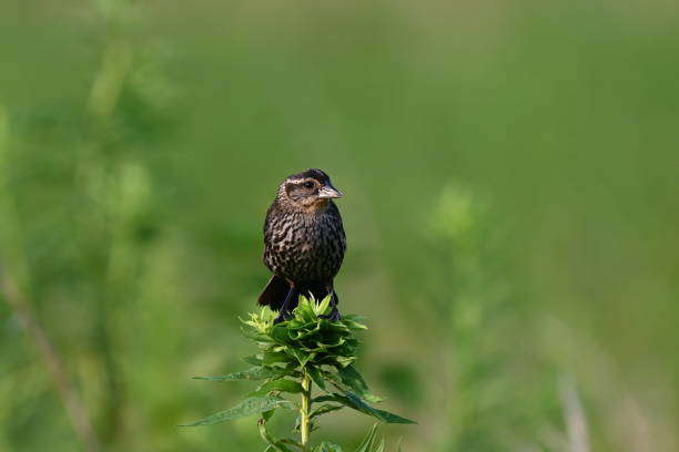 Female red winged blackbird perched on top of a plant