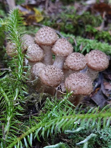 istock Armillaria mellea 2182134291