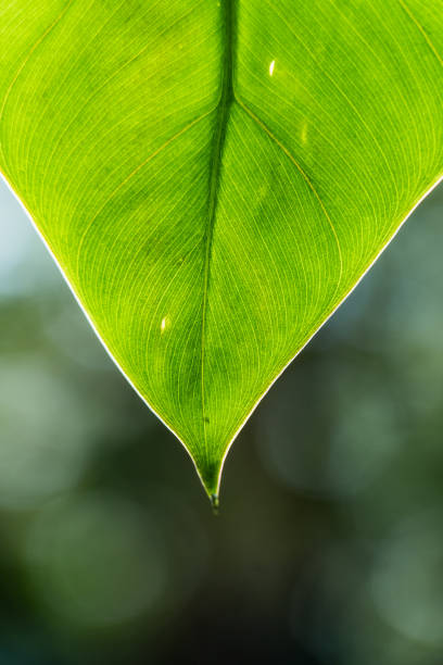 istock Philodendron plant pattern in side position provides copy space for text. Isolated white background concept. Beautiful green foliage 2182135262