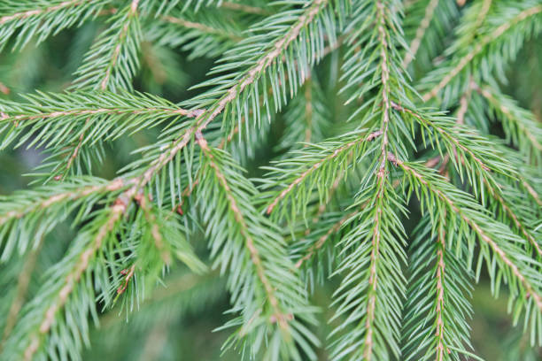 Close-up of spruce tree branch featuring densely packed, sharp, needles. Vibrant green needles slender brown branches, creating lush, detailed texture against soft, blurred green background
