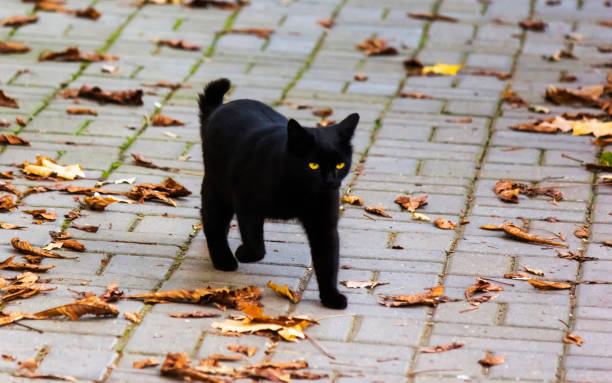 istock A black cat walks through autumn foliage in sunny weather 2182135311
