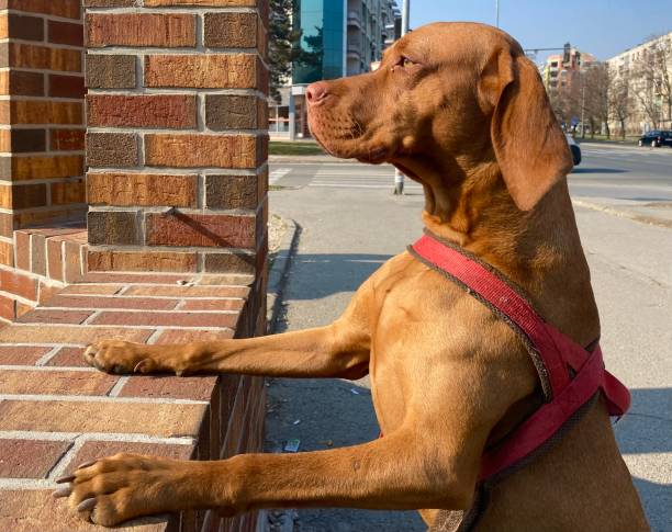 A Vizsla has a lot of fun playing in the water of a lake.
