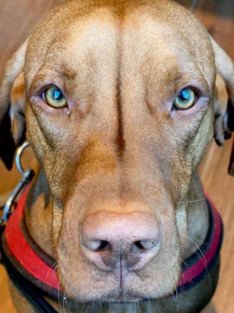 Closeup shot of a Hungarian Vizsla puppy looking at camera.