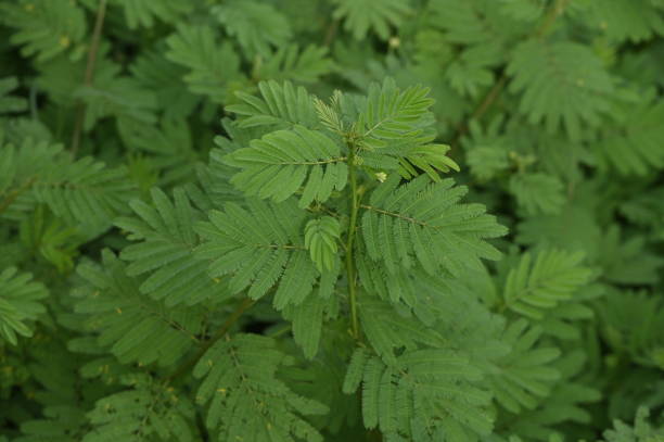 Mimosa pudica L in the wild is known for its leaves which can quickly close/wither by themselves when touched.
