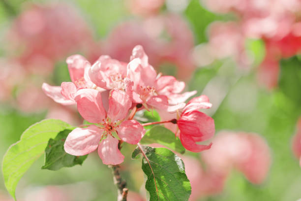 istock Pink apple tree flowers at sunlight, spring blooming red blooms on blurred bokeh background, Beauty nature scenery in garden, delicate petals of blooms on branches 2182135858