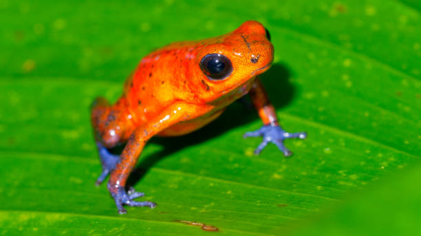 istock Dart Poison Frog, Costa Rica 2182136852