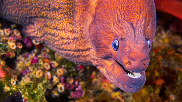 istock Moray Eel, Cabo Cope-Puntas del Calnegre Natural Park, Spain 2182137195