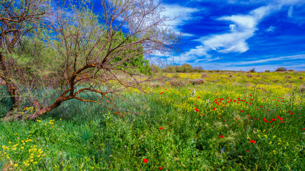 A field of grass and yellow flowers