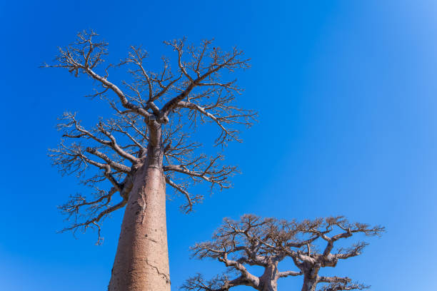 The baobab in the cemetry on Fadiouth island, Senegal