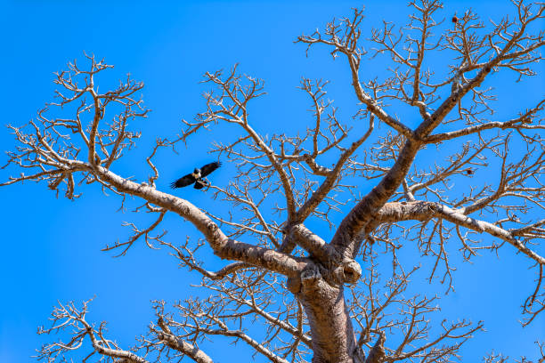African baobab tree well known as tree of life in Tarangire National Park in Tanzania East Africa