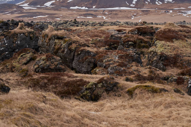 Volcanic rocks covered with moss and lichen create a unique landscape in the icelandic highlands