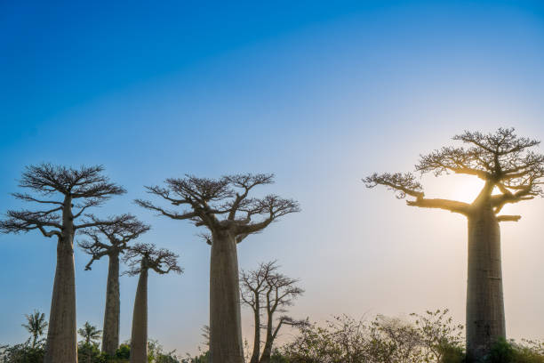 istock Golden Hour in Madagascar: Majestic Baobabs Against a Blue Sky. 2182138482