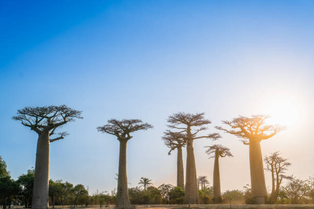 istock Golden Hour in Madagascar: Majestic Baobabs Against a Blue Sky. 2182138501