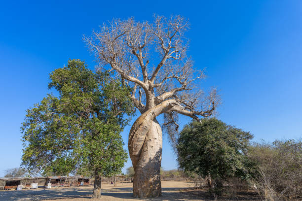 Two baobab trees intertwine in a romantic embrace, creating a heart-shaped form. Located on the Avenue of the Baobabs in Morondava, Madagascar.