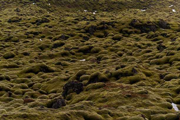 Green moss is covering a lava field, creating a unique and otherworldly landscape
