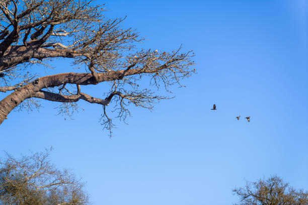 A black bird lands on the top of a majestic baobab tree with thick, smooth bark and twisted branches against a clear blue sky. Morondava, Madagascar.