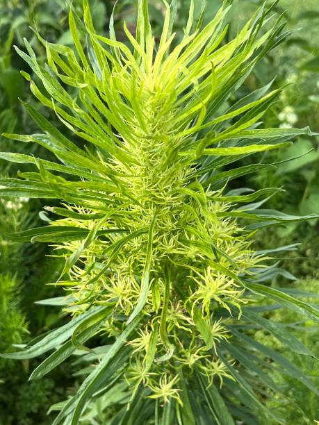 istock Large leafy plant in garden 2182139059