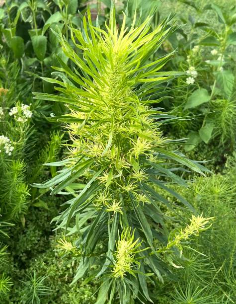 istock Large leafy plant in garden 2182139068