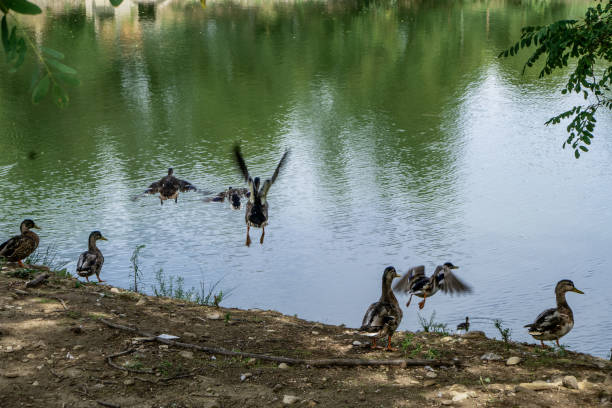 Dogs playing at the park